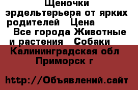 Щеночки эрдельтерьера от ярких родителей › Цена ­ 25 000 - Все города Животные и растения » Собаки   . Калининградская обл.,Приморск г.